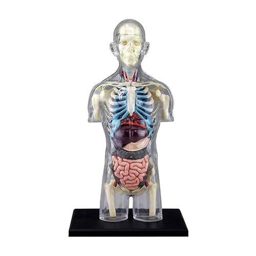 Amazon.co.jp: 人体解剖モデル 人間の透明な胴体モデル内臓モデル